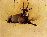 Wilhelm Kuhnert A Common Waterbuck painting